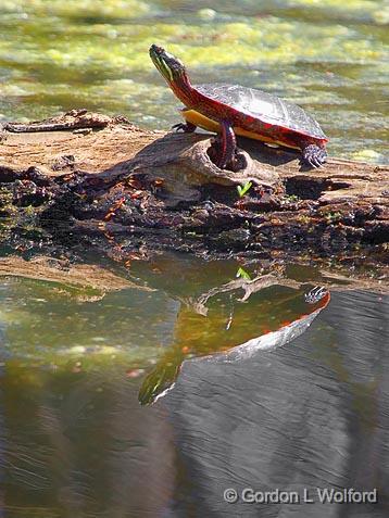 Turtle On A Log_53355.jpg - Photographed at Ottawa, Ontario - the capital of Canada.